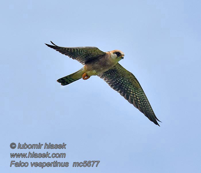 Siva vetruška Falco vespertinus