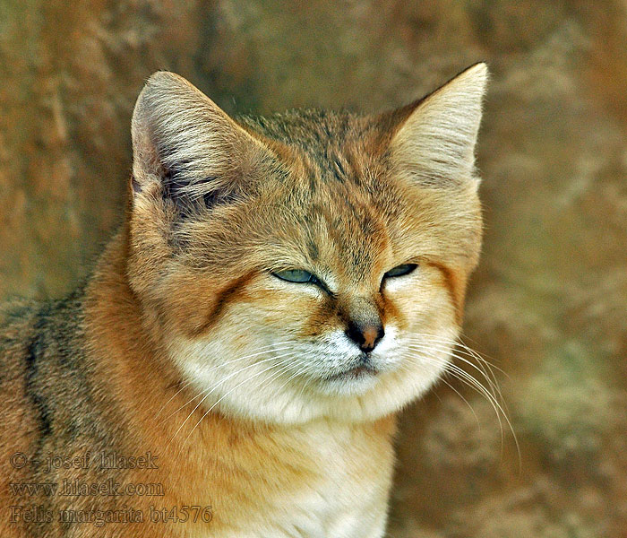 Felis margarita Sand cat Kočka pouštní písečná Sandkatze