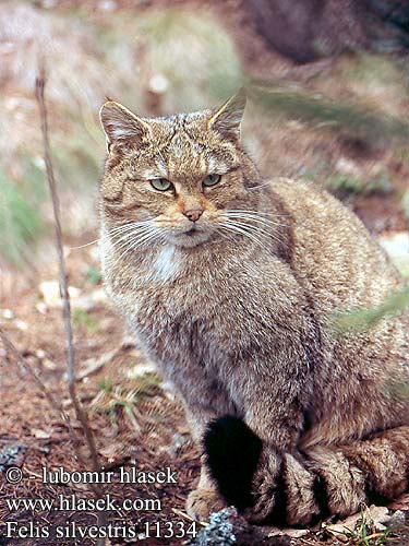 Felis silvestris Wild cat Kat eurooppalainen villikissa Chat sylvestre