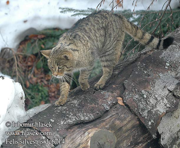 斑貓 Felis silvestris Wild cat Kat eurooppalainen villikissa