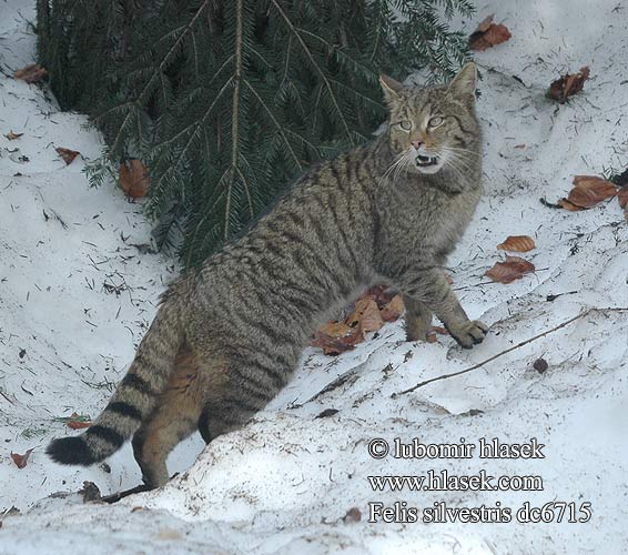 Wild cat Kat eurooppalainen villikissa Chat sylvestre sauvage