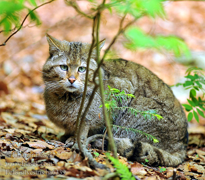 Лесная кошка Дива котка Αγριόγατα της Ευρώπης