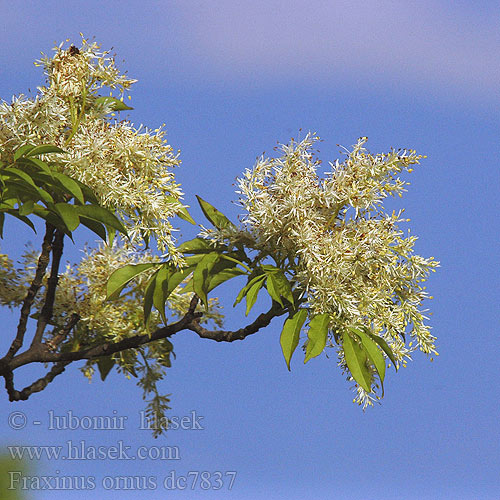 Fraxinus ornus Flowering Manna Ash Manna-Ask Frêne fleurs Pluimes