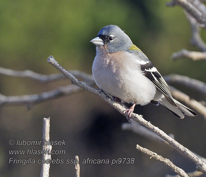 Fringilla coelebs africana Buchfink africana