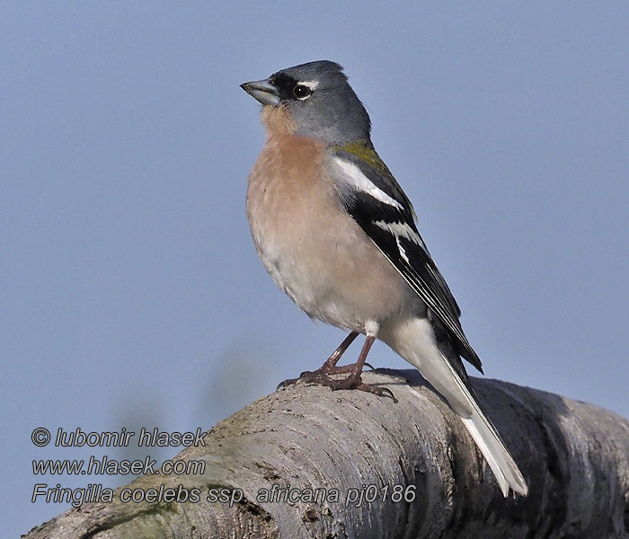 Fringilla coelebs africana African Chaffinch