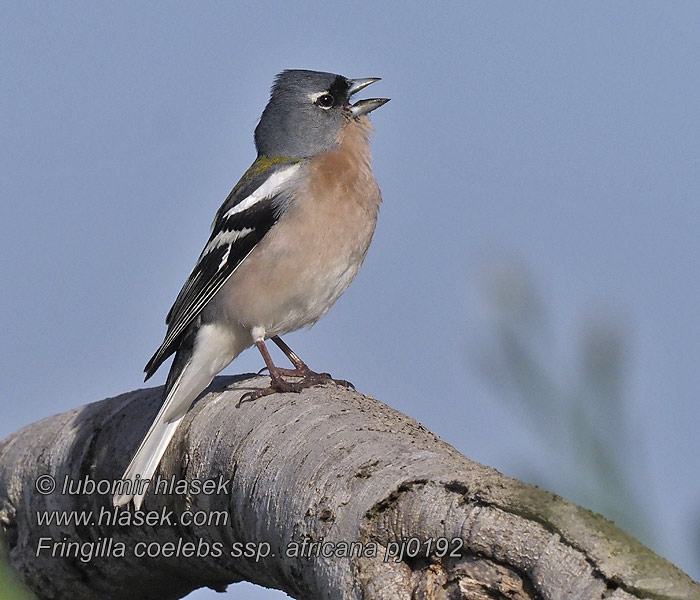 Fringilla coelebs africana Pinzón vulgar Africano