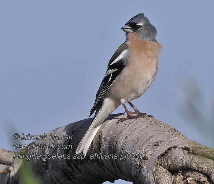 Fringilla coelebs africana Pinson d'Afrique