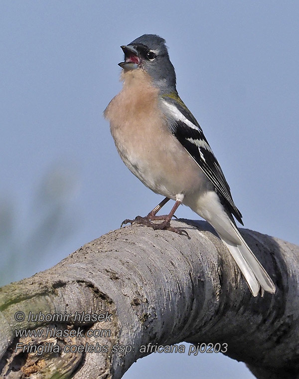 Buchfink africana Fringilla coelebs africana