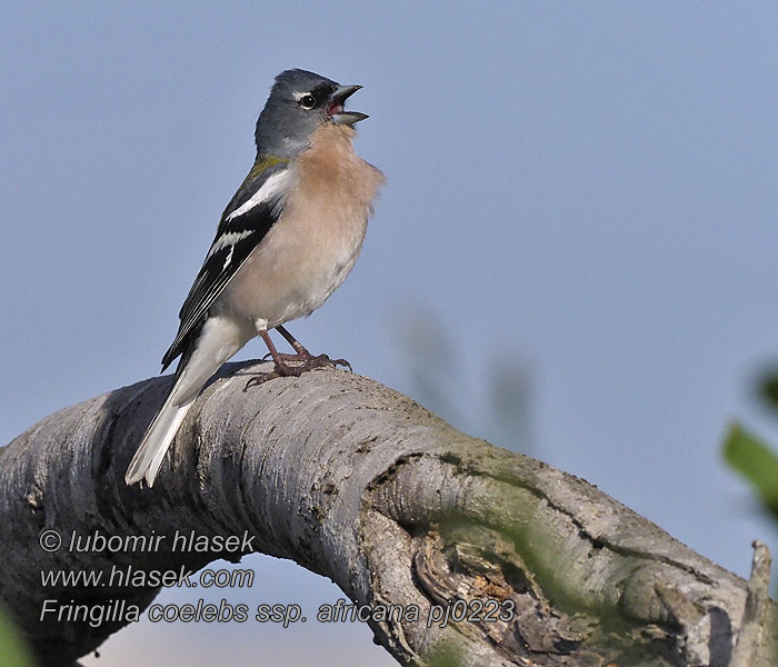 African Chaffinch Fringilla coelebs africana