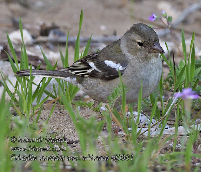 Pinson d'Afrique Fringilla coelebs africana