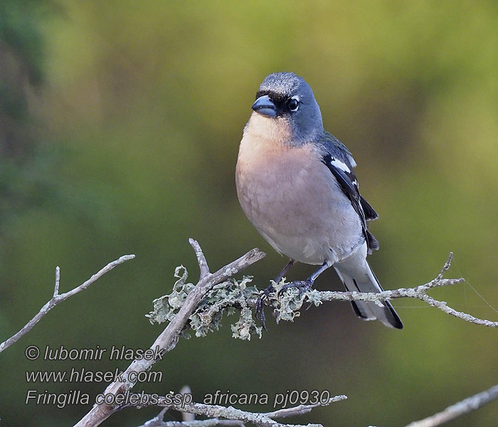 Fringilla coelebs africana