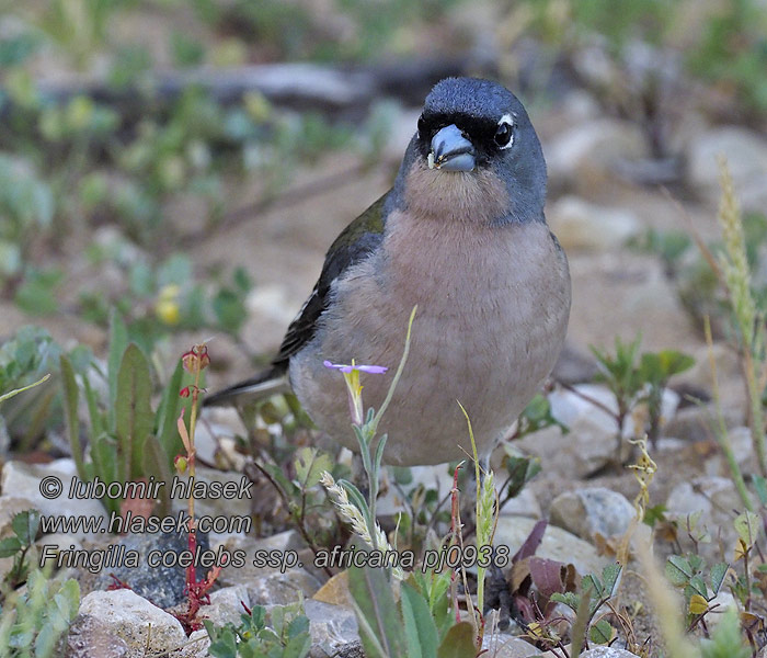 Fringilla coelebs africana