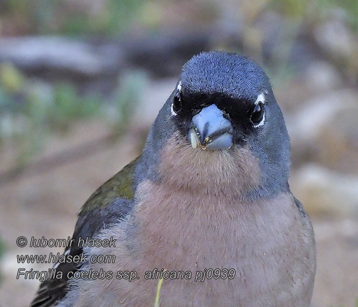 Fringilla coelebs africana