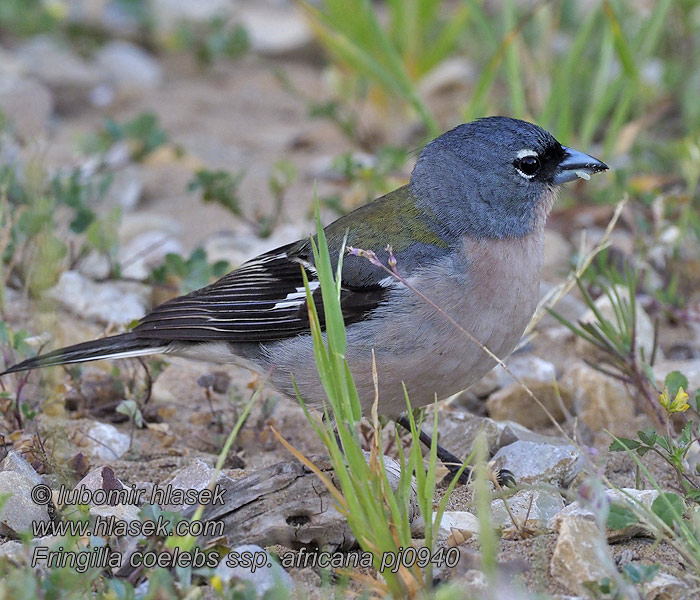 Fringilla coelebs africana