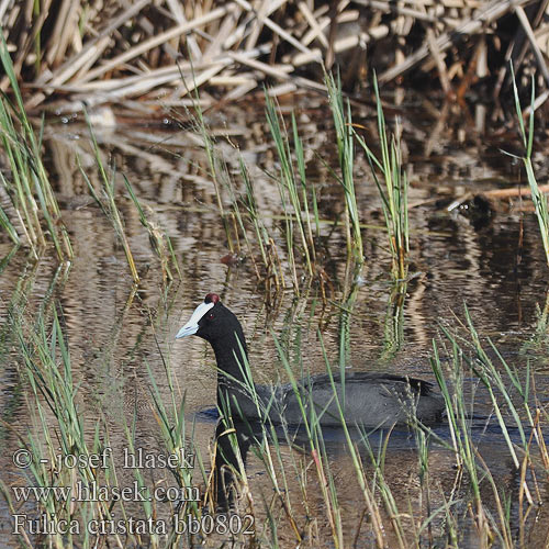Fulica cristata Red-knobbed Coot Creasted Crested