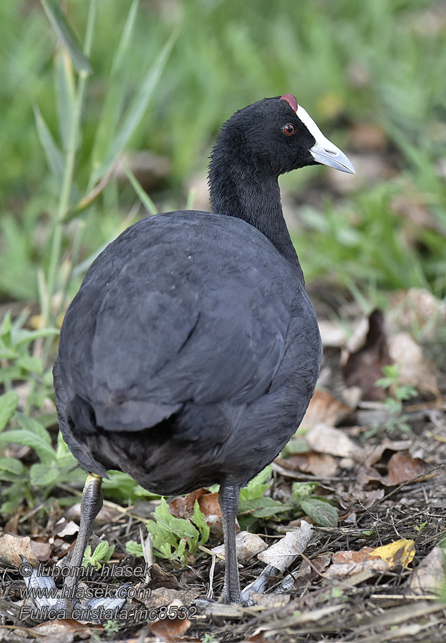 Red-knobbed Coot Creasted Crested Fulica cristata