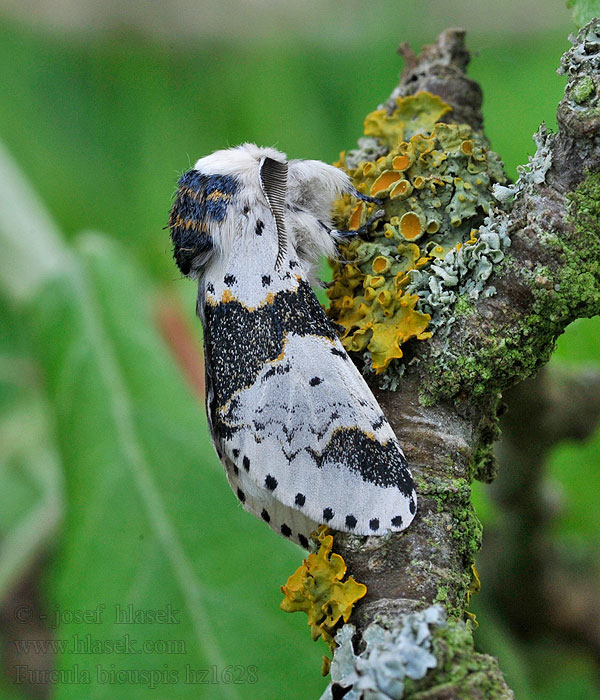 Бабочка Хохлатка Гарпия березовая Furcula bicuspis