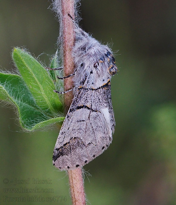 Poplar Kitten Espen Gabelschwanz Mittlerer Kleiner Furcula bifida Cerura