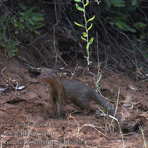 Galerella sanguinea Slender Mongoose Black-Tipped Black-Tailed