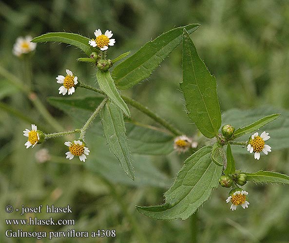 Galinsoga parviflora Żółtlica drobnokwiatowa Kleinblütiges Knopfkraut