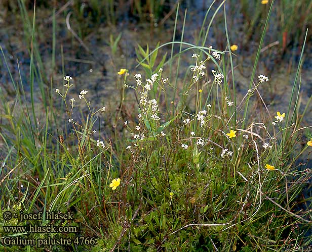 Galium palustre Common marsh bedstraw Kar-snerre Myrmaure Rantamatara