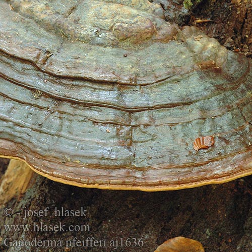 Ganoderma pfeifferi aj1636