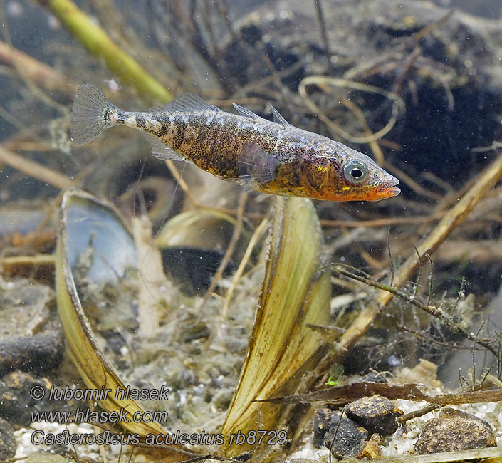 Gasterosteus aculeatus