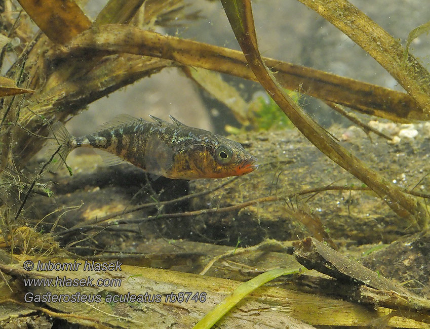 Gasterosteus aculeatus