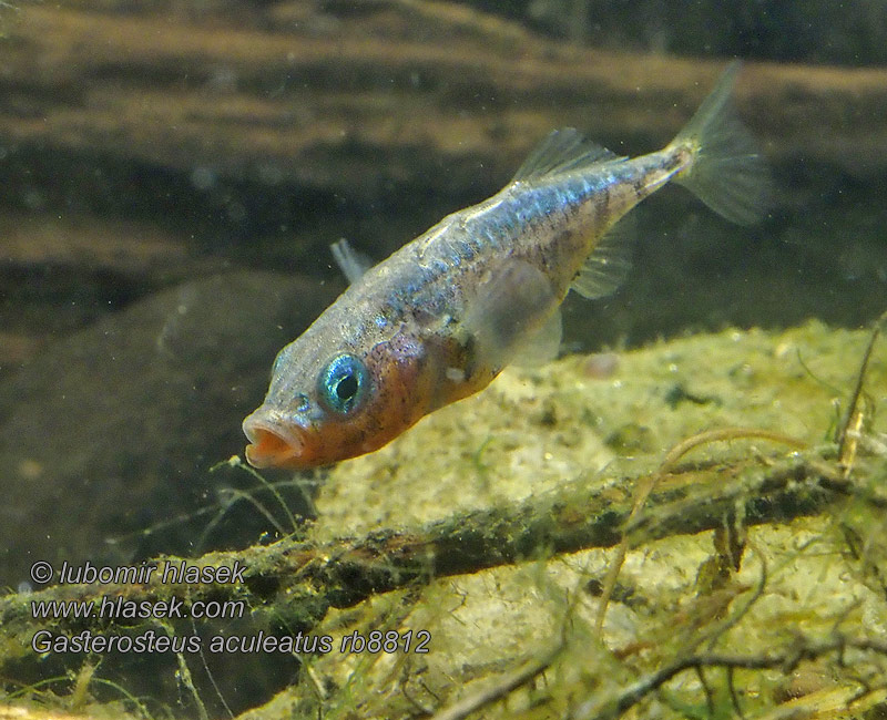 Трёхиглая колюшка Esgana-gata Gasterosteus aculeatus