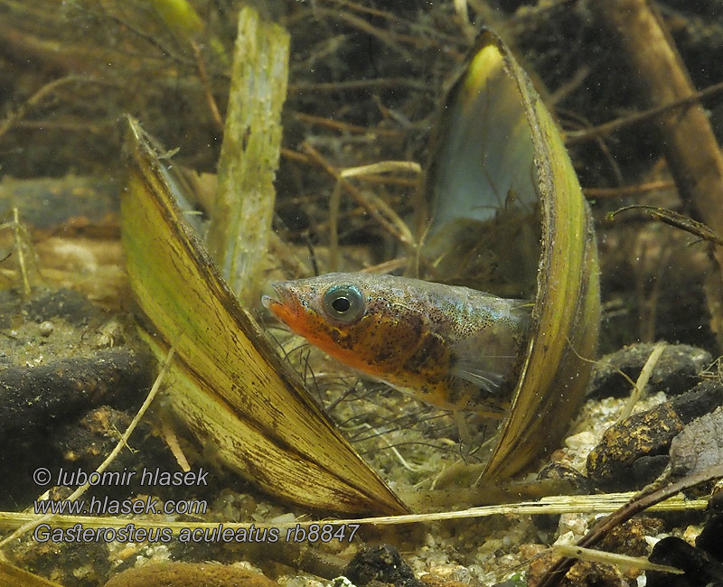 Hornsíli Trispyglė dyglė Gasterosteus aculeatus