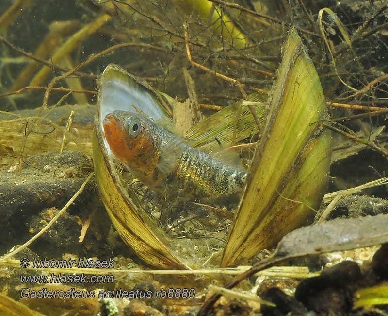 Òstrzëca 큰가시고기 Trepigget hundestejle Gasterosteus aculeatus