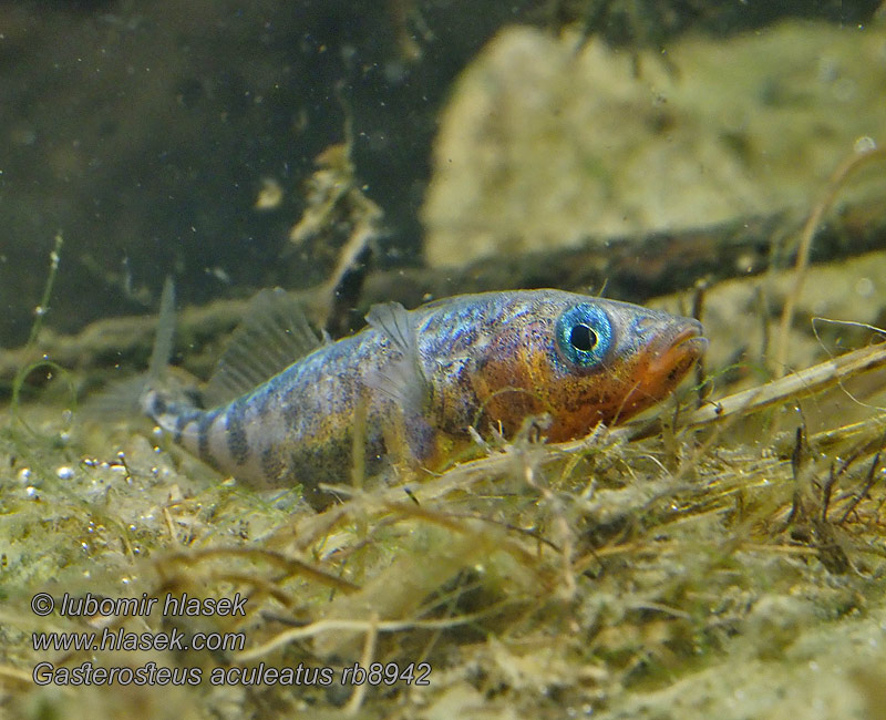 Tüskés pikó Колюшка трохіголкавая Gasterosteus aculeatus