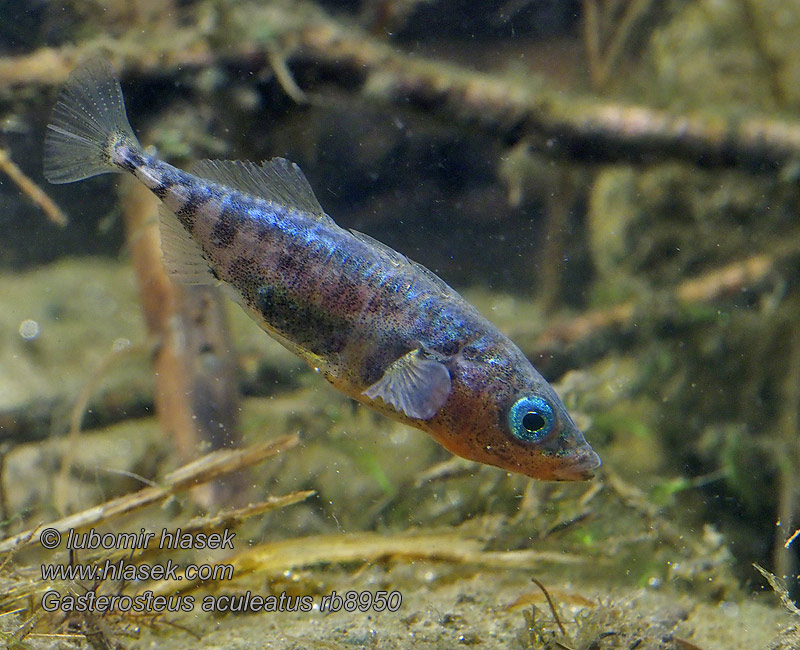 Three-spined stickleback Ciernik Kolmipiikki Gasterosteus aculeatus