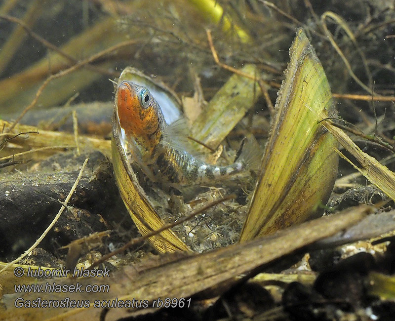 三刺鱼 Gasterosteus aculeatus