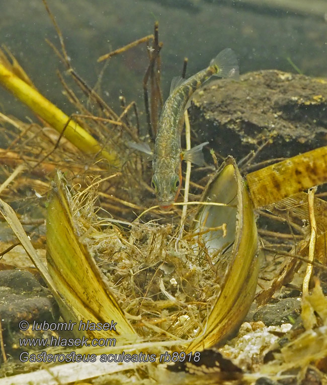 Gasterosteus aculeatus