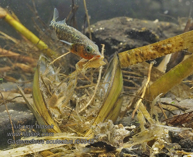 Gasterosteus aculeatus