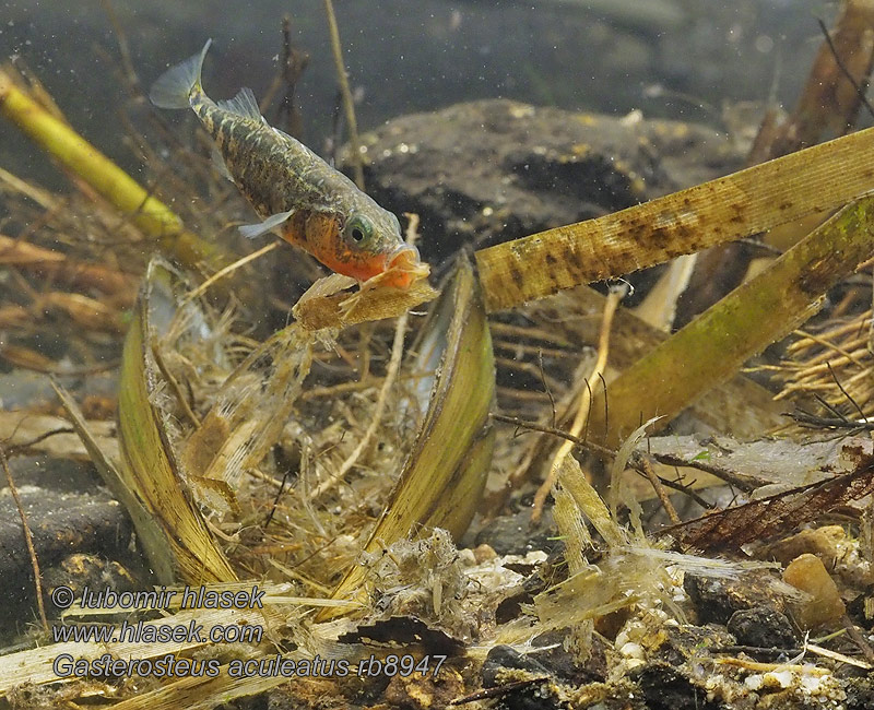 Gasterosteus aculeatus