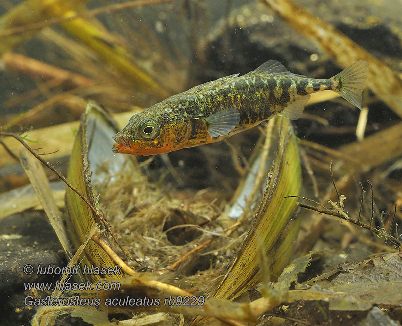 Gasterosteus aculeatus