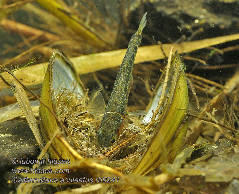 Gasterosteus aculeatus