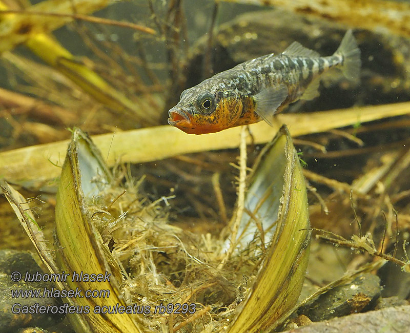 Gasterosteus aculeatus