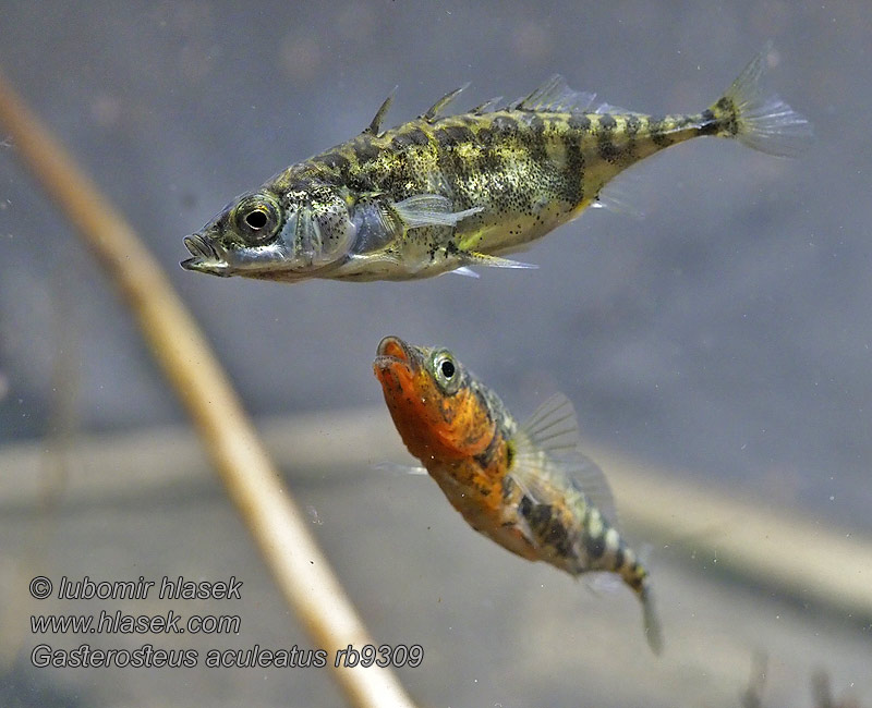 Gasterosteus aculeatus