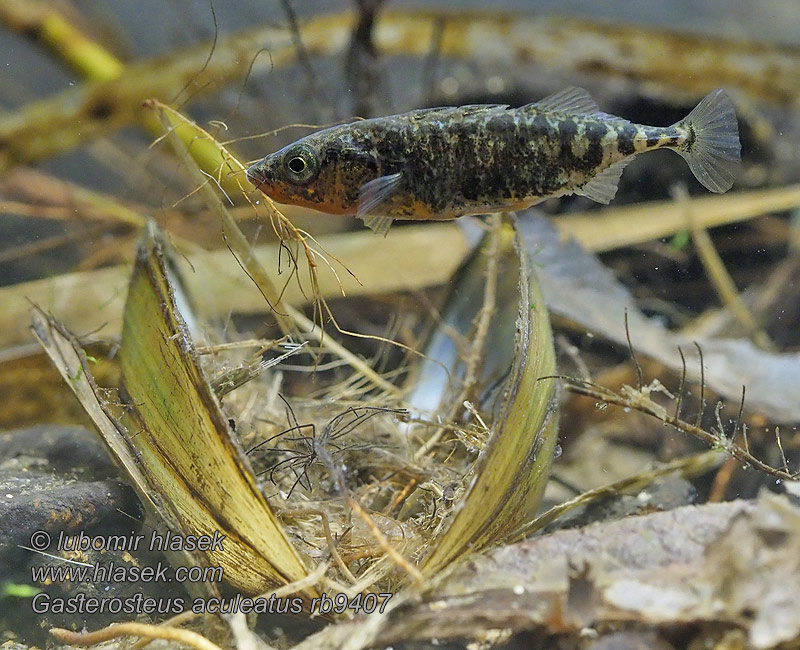 Gasterosteus aculeatus