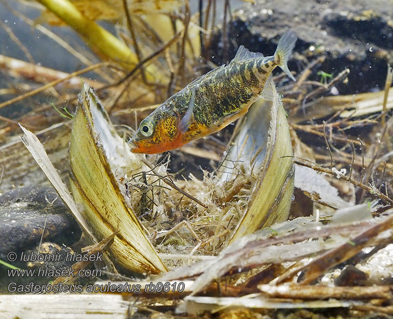 Gasterosteus aculeatus