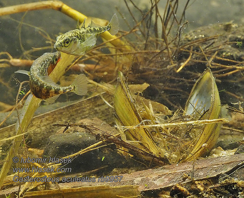 Gasterosteus aculeatus