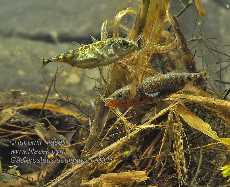 Gasterosteus aculeatus