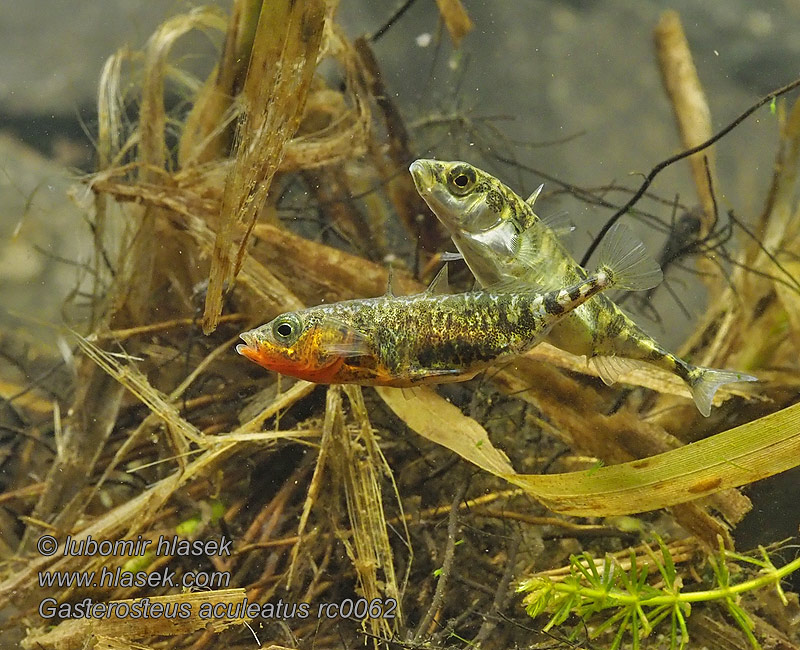 Gasterosteus aculeatus