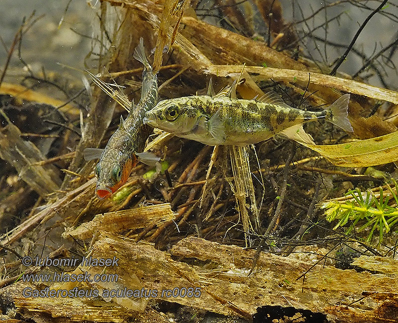 Gasterosteus aculeatus