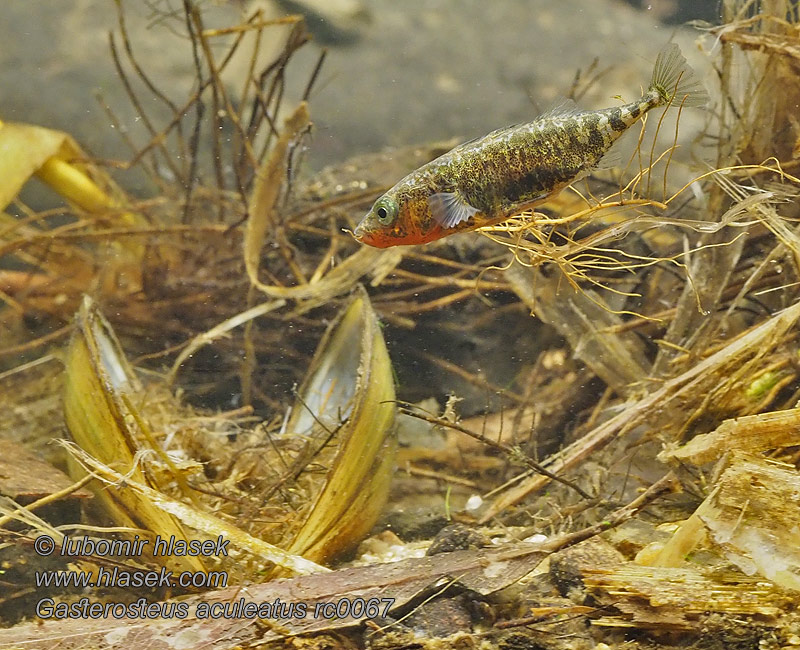 Gasterosteus aculeatus