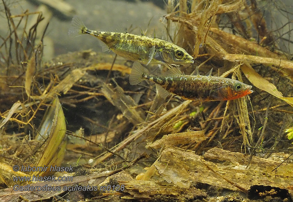 Gasterosteus aculeatus