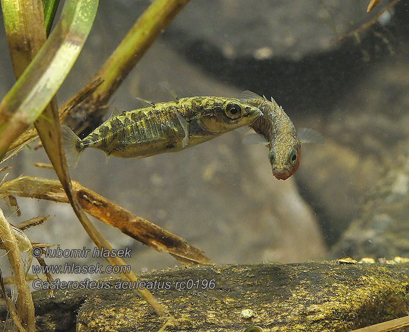 Gasterosteus aculeatus